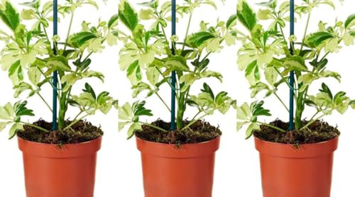 Pack de 3 Plantas bebé Schefflera Janine. Mini Scheflera, Planta pequeña, 20 cm. Planta de interior con hojas brillantes y elegantes, fácil de cuidar. Segura Garden.