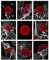 SUPERDANT Rote Rose Mit Weißer Ranke Wand Kunstdruck 9 Blatt Leinwand Ungerahmt Rote Blume Kunstgemälde Schwarzer Hintergrund Moderne Wandkunst Dekoration Für Schlafzimmer Valentinstag Deko