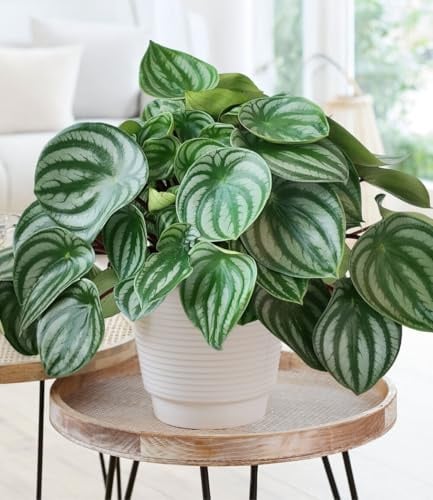 BALDUR Garten Peperomia 'Watermelon' im 17 cm-Topf,1 Pflanze, Blattzeichnung erinnert an Wassermelonen, immergrüne und pflegeleichte Zimmerpflanze, dekorativ in Wohnung & Büro
