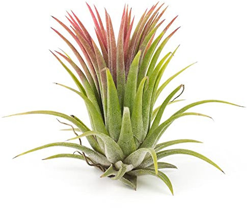 tillandsien luftpflanzen hängend samen - tillandsia tilansienpflanze - zimmerpflanzen winterharte pflanzen für garten balkon deko exotische pflanzen winterhart deko 50 Stück