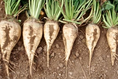 Graines de betterave sucrière : betteraves sucrières à graines sucrées