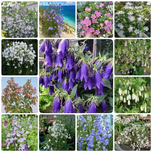 200 Pcs Glockenblume Winterhart Samen - Campanula Medium - Blumenwiese Samen, Steingartenpflanzen Winterhart Glockenblume Samen, Seltene Pflanzen, Wohnzimmer Deko Wildblumensamen,