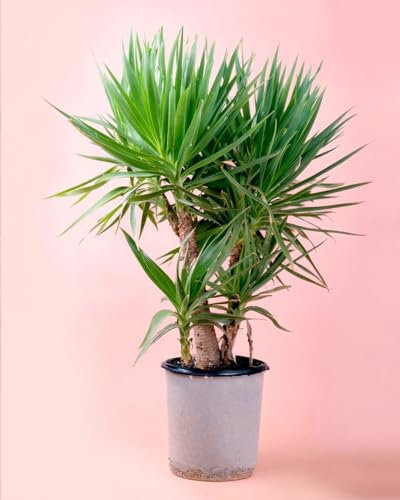Yucca Elephantipes XL | Comprar Online | Pur Plant