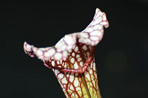 Fleischfressende Jungpflanze, Schlauchpflanze, Sarracenia leucophylla. 4-8cm