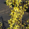 Forsythia ovata Dresdner Vorfrühling - Vorfrühlings-Forsythie - Goldglöckchen 60-100