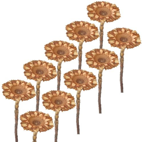 matches21 Hübsche Trockenblumen Protea zum Basteln - Dekosträuße für Kränze und Hochzeiten natürliche Farbe - 10er Set Herbstdeko Protea Compacta 6,5 cm
