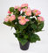 Seidenblumen Roß Begonie 38cm rosa im Topf LM Kunstpflanzen Kunstblumen künstliche Blumen Pflanzen Begonienbusch