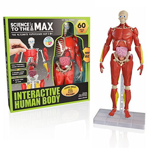 Be Amazing! Toys Interactive Human Body Anatomy Figure, 60 Pieces, Ages 8+