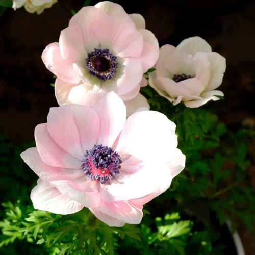 anemone pflanze samen - herbstanemone winterhart mehrjährig samen, blumenwiese samen, steingartenpflanzen winterhart herbst anemone samen, seltene pflanzen, wohnzimmer deko 200pcs