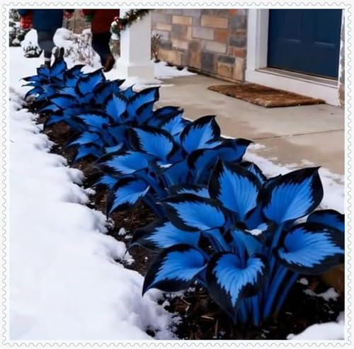 Hosta Bulbi- Resistenti al freddo e alla siccità-Bulbi di Hosta-Rare-4 Bulbi-I