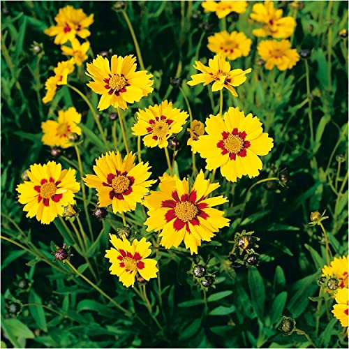 Zwerg-Mädchenauge 'Sterntaler' (Coreopsis lanceolata) - 1 Pflanze