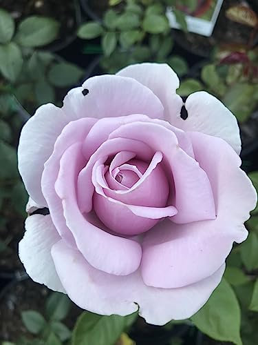 Climbing Rose “Blue Moon” Fragrant Flowers Plant in 3LT Pot, Hybrid Tea Rose- Gorgeous Lilac Colour