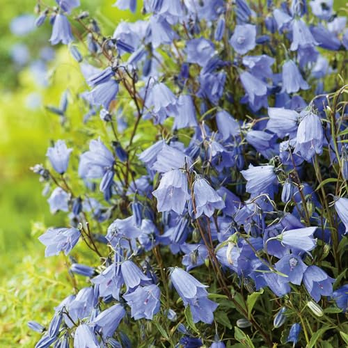 GARTEN SCHLÜTER® Zwerg-Glockenblume blau - 9 cm - Topf | Campanula cochleariifolia, pflegeleichte Staude