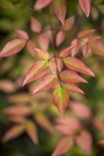 Himmelsbambus 30-40 cm Topf Nandina domestica immergrün Kübelpflanze | Nandina domestica, immergrün, aufrecht buschig, weiße Blüten Juni bis August, rote Herbstfärbung, frosthart bis -12 °C