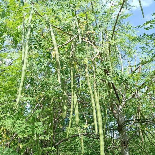 10 pcs moringa samen zum pflanzen, garten, exotische pflanzen (Moringa oleifera) saatgut, nachhaltige geschenke zimmerpflanzen echt, stauden winterhart mehrjährig blumen garten, pflanzen