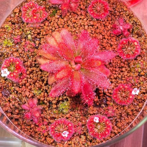 300 pcs sonnentau pflanze samen - garten pflanzen, bodendecker deko wohnzimmer, saatgut blumengarten, ostergeschenke zimmerpflanzen, stauden winterhart mehrjährig winterharte kübelpflanzen,