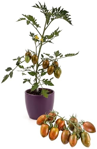 Pianta Pomodorino Datterino Zebra in Vaso | Pomodori Striati Dolci e Decorativi | Pianta da Orto per Balcone e Giardino | Alta Produzione | Facile da Coltivare | Ideale per Cucina Gourmet