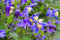 Krautige Waldrebe 10 Samen (Clematis integrifolia BLUE RIBBONS