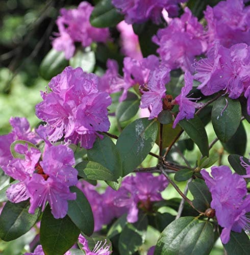 Klein-blütige Rhododendron 30-40cm - Rhododendron minus - lebende Gartenpflanze aus den Baumschulen