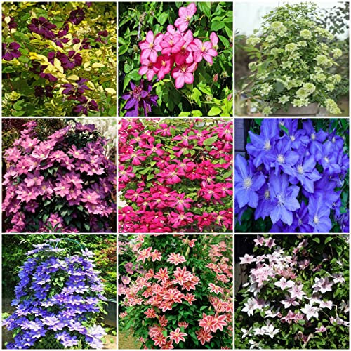 6 Bulbo clematis plantas trepadoras perennes resistentes - serie de plantas raras - Bulbo de flores mezclan Bulbo de flores de primavera plantas de interior regalos para jardineros