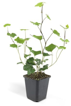 Bodendecker - Irischer Efeu - Hedera hibernica - 9cm Topf - Set mit 40 Pflanzen