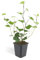 Bodendecker - Irischer Efeu - Hedera hibernica - 9cm Topf - Set mit 40 Pflanzen
