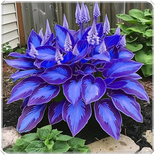 Hosta, winterharte mehrjährige Zwiebelpflanze, dekorative Gartenblume, seltene Farbe, natürliches Rhizom-4 zwiebeln-F