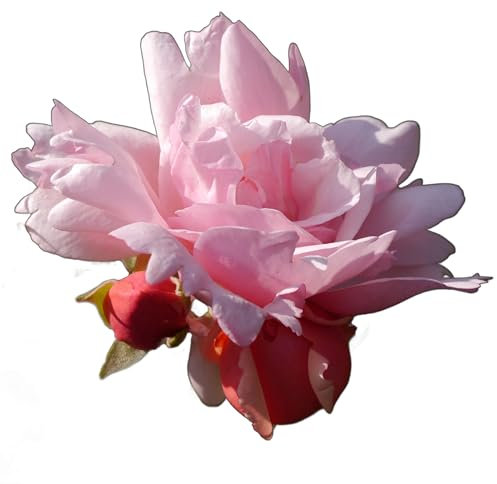 Rose Plants, Climbing Rose 'Albertine', 1 x Full Plant in a 5 Litre Pot, Roses, Garden Ready and Ready to Plant, Premium Quality Roses