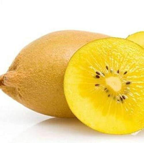 Portal Cool 100 Seed dolce Succulente piante Semi Kiwi rari Giallo Kiwi Seeds
