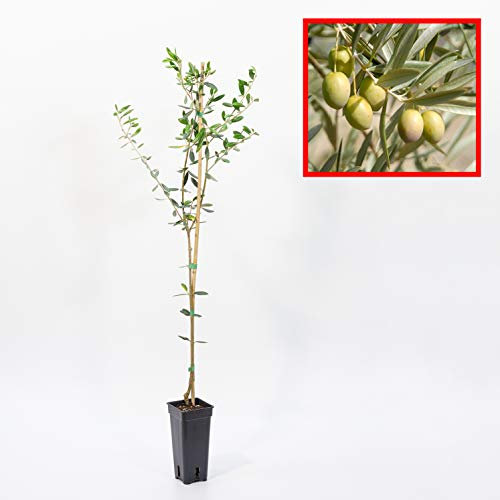 OLIVO manzanillo - plantón 1 metro - ACEITUNA MANZANILLA - planta viva (1)