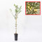 OLIVO manzanillo - plantón 1 metro - ACEITUNA MANZANILLA - planta viva (1)