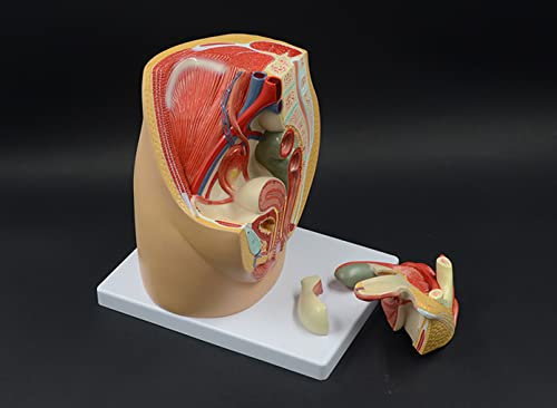 Unterrichtsmodell,Modell des Weiblichen Reproduktionssystems Modell Weiblichen Geschlechtsorgane Anatomiemodell Weiblichen Beckens Uterus Medizin GYN?kologie Sagittalmodell Menschl