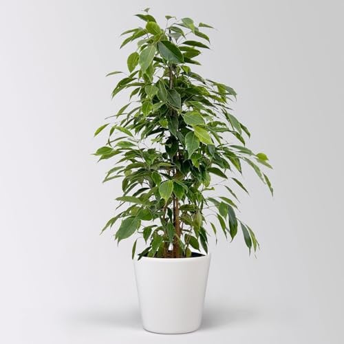 Birkenfeige 'Anastasia' im Keramiktopf Dallas, Topf-Ø 17 cm, Höhe ca. 60 cm