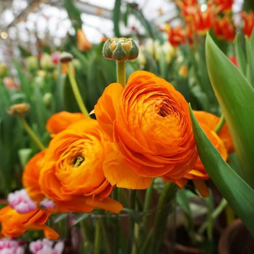 25 pcs ranunkeln zwiebeln kräutergarten blumenzwiebeln winterhart Ranunculus japonicus, robuste balkonpflanzen winterhart gartenarbeit blumendeko gartenpflanzen bonzai winterharte