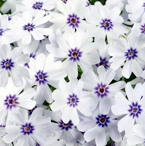 Pianta vera di Phlox subulata Pharao Blue Eye - Diametro Vaso Ø 14 cm