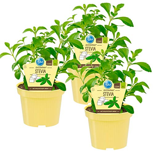 Bio Süßkraut Stevia (Stevia rebaudiana), Kräuter Pflanzen aus nachhaltigem Anbau, (3 Pflanzen im Set)