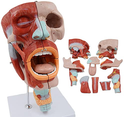 UIGJIOG Lebensgroßes Pharynxmuskel, Rachen, Mund, Nase, Zunge, Anatomisches Modell des Gesichtsmuskels, Medizinische Organe, Kopfanatomie, Lehrmaterial