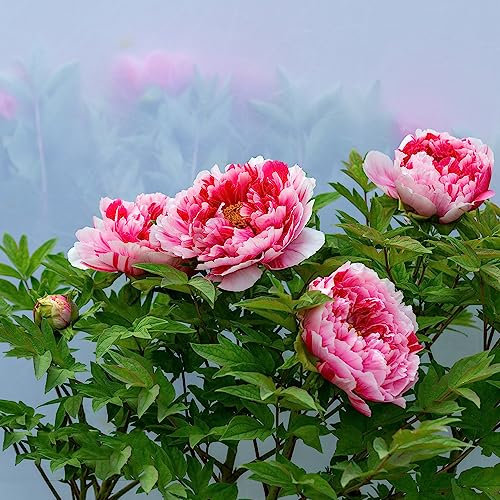 8 Pcs Pfingstrosen Zwiebeln Winterhart, Pfingstrosen Knollen, Herbstzeitlose Zwiebeln, Bodendecker Pflanzen Winterhart Paeonia Suffruticosa, Frühlingsblumen Zwiebeln, Exotische Pflanzen