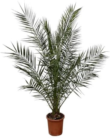 Trendyplants - Phoenix Canariensis - Dattelpalme - Winterhart - Höhe 170-190 cm - Topfgröße Ø24cm