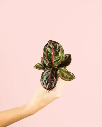 Calathea Roseopicta Mini | Plantas Naturales Interior | Pur Plant