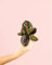 Calathea Roseopicta Mini | Plantas Naturales Interior | Pur Plant