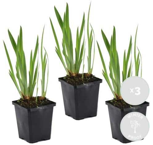 3x Iris 'Kaempferi' – Iris japonés – Planta de estanque – Resistente – ⌀9 cm - 20-30 cm