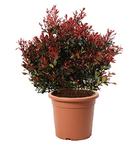 KENTIS - Photinia Little Red Robin con Decorazione Vaso in Juta - Pianta di Fotinia Nana - Piante Vere da Esterno da Siepe Sempreverdi Resistenti- H 70-80 cm Vaso Ø 30 cm