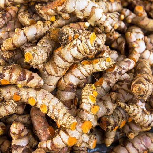 Kurkuma Samen, Curcuma longa, pflanzen garten, pflanzensamen Kurkuma Pflanzen Kaufen, samen kräuter, biosaatgut winterharte stauden alte sorten, balkonpflanzen kräuter samen mehrjährig 350pcs