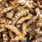 Kurkuma Samen, Curcuma longa, pflanzen garten, pflanzensamen Kurkuma Pflanzen Kaufen, samen kräuter, biosaatgut winterharte stauden alte sorten, balkonpflanzen kräuter samen mehrjährig 350pcs