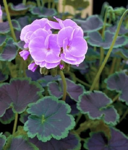 Graines de géranium Cola Violet Paquet de 100 graines