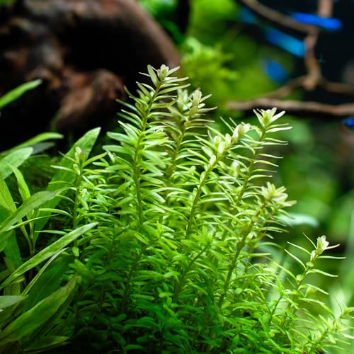 Aquarienpflanze Ihrer Wahl – verschiedene Sorten verfügbar – 100% schneckenfrei, algenfrei & pestizidfrei – Süßwasser – auch für Wabi-Kusa, Terrarien, Teiche geeignet (Rotala rotundifolia)