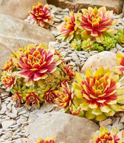 BALDUR Garten 6x Sempervivum 'Gold Nugget®', Pflanzen im 9x9 cm-Topf | winterharte, immergrüne, farbintensive Staude, Blickfang im Beet & Kübel, pflegeleicht & trockenheitsverträglich, mehrjährig