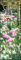 Gärten 2023 - Foto-Kalender - Wand-Kalender - King-Size - 34x98: Gardens