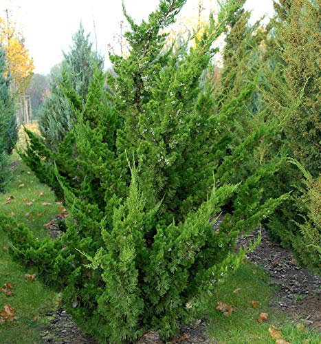 Chinesischer Wacholder Kaizuka 40-50cm - Juniperus chinensis - lebende Gartenpflanze aus den Baumschulen